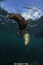 Cape fur Seal, Hout Bay, South Africa by Cangemi Paul 